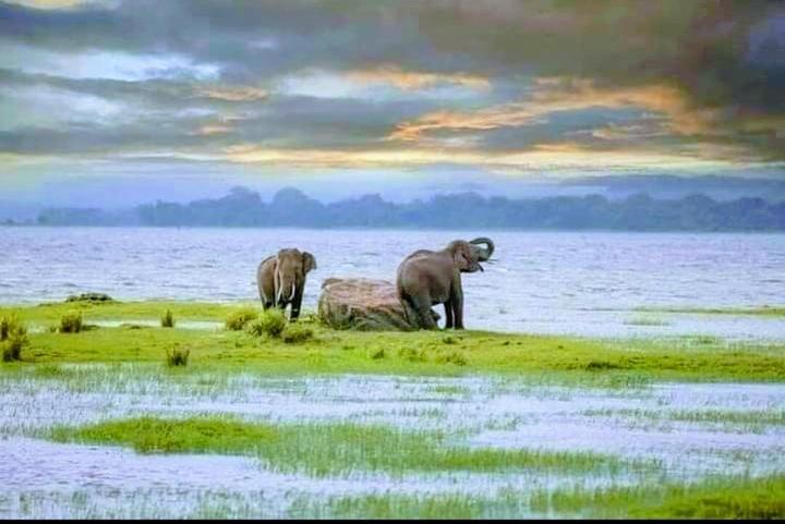 Arani Homestay Polonnaruwa Buitenkant foto